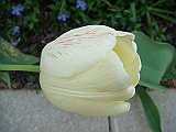 76 Nancy's Garden [2009 May 10]